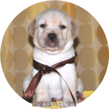 男の子(茶リボン母エメラルド)